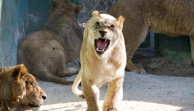 Llegan al Centro Ecológico 4 leones africanos rescatados de refugio -  Uniradio Informa