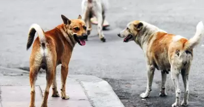 Perros en situacin de calle
