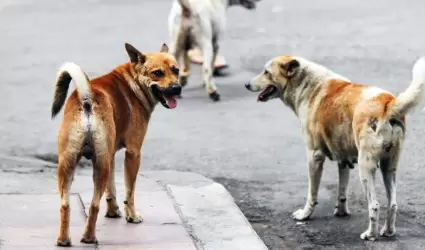 Perros en situacin de calle