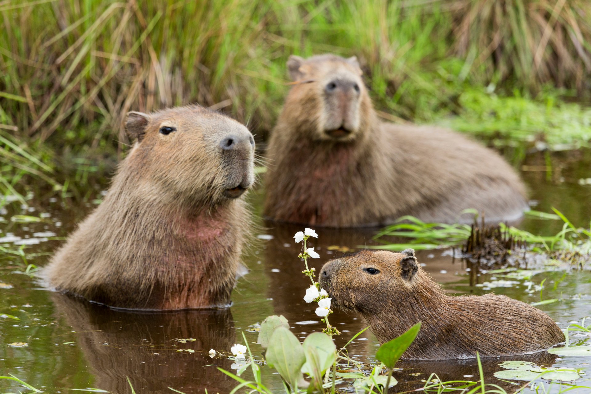 Iglesia catalogó al capibara como pez para poder consumirlo en cuaresma -  Uniradio Informa