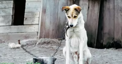 Inflacin se liga al Maltrato animal