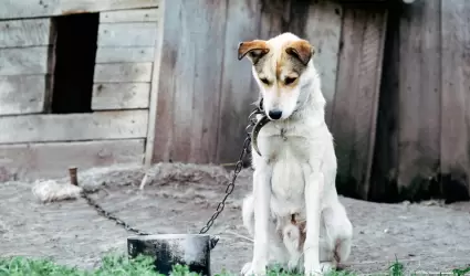 Inflaci�n se liga al Maltrato animal