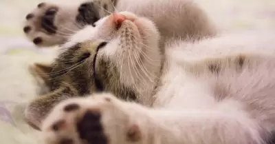cama para gatito