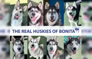 Los verdaderos perros esquimales de Bonita; el perro de exhibición de sus sueños