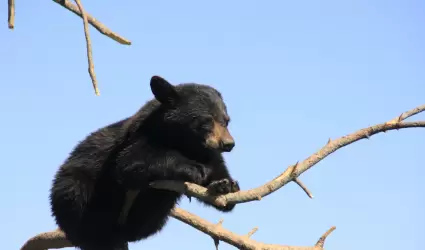 Cachorro de oso negro sobre una rama
