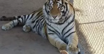 Roban tigre de bengala en Hermosillo