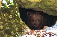 Descubre que un oso hibernó debajo de su casa