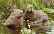Iglesia catalogó al capibara como pez para poder consumirlo en cuaresma