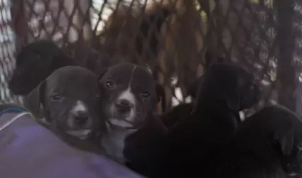 Resguardan a 24 perros por ataque a joven