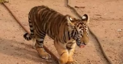 Baluma, tigre de bengala que fue robado en Hermosillo