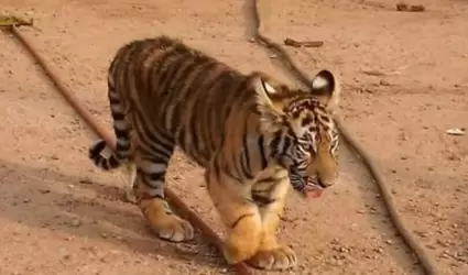 Baluma, tigre de bengala que fue robado en Hermosillo