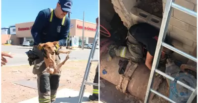 Perrito que cayó a un registro fue rescatado a salvo