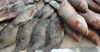 El pescado fresco