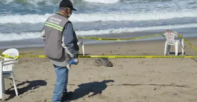 Foca beb� en playa de Ensenada
