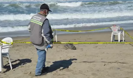 Foca beb� en playa de Ensenada