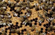 Enjambre de abejas ataca a vecino de la colonia Caf Combate