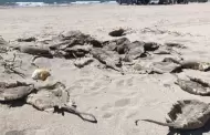 Aparecen rayas y mantarrayas muertas en playa de Huatabampito; ecologistas denuncian maltrato animal