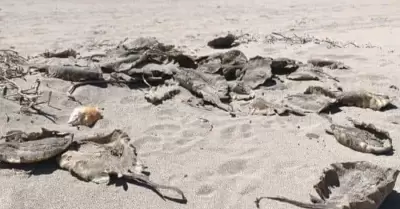 Aparecen mantarrayas muertas en playa de Huatabampito