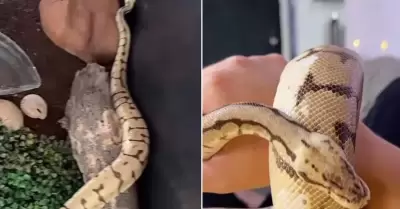 "Pancho", pit�n mascota desaparecido