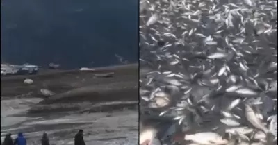 Miles de peces mueren por sequa de laguna en Hidalgo