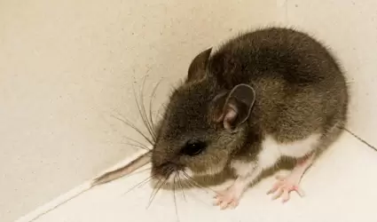 Rat�n en una esquina