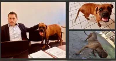 Por primera vez en Sonora, un perro particip en una audiencia judicial