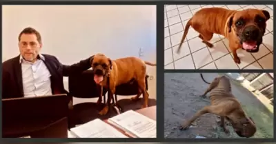 Por primera vez en Sonora, un perro particip� en una audiencia judicial