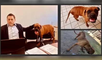 Por primera vez en Sonora, un perro participó en una audiencia judicial