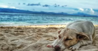 refresca a tu mascota