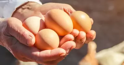 Capacitacin a productores de huevo