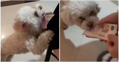 En el video donde se ve como su propio perro le roba la billetera
