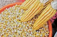EU más decidido a irse a panel contra México por maíz transgénico