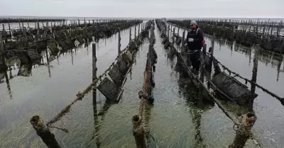 Promueve SEPESCA el osti�n en Baja California