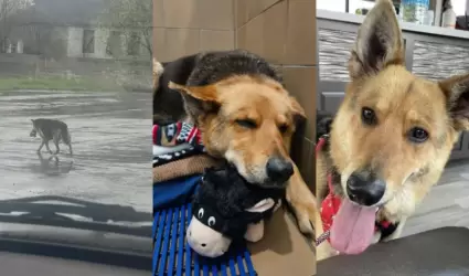 Perrita Nikki