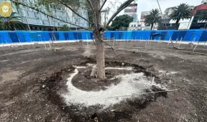 Nuevo ahuehuete plantado en Reforma