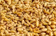 ¿Qué nos dice la FAO del precio del trigo?