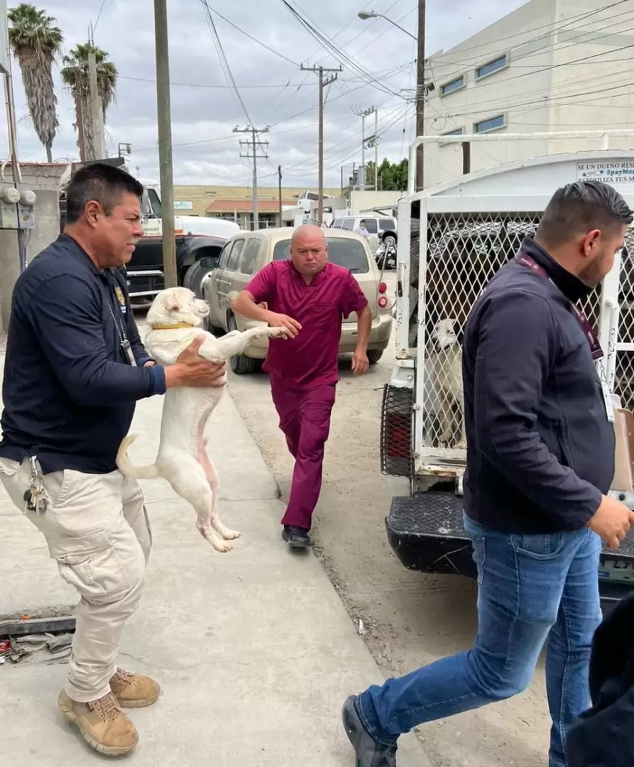 Resguarda Ayuntamiento de Tijuana a ms de 70 perros que estaban en condiciones de hacinamiento