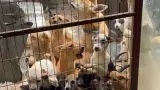 Resguarda Ayuntamiento de Tijuana a más de 70 perros que estaban en condiciones
