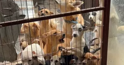 Resguarda Ayuntamiento de Tijuana a ms de 70 perros que estaban en condiciones 