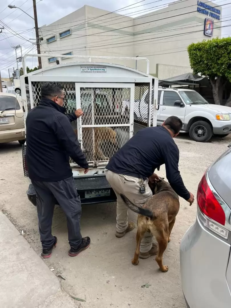 Resguarda Ayuntamiento de Tijuana a ms de 70 perros que estaban en condiciones de hacinamiento