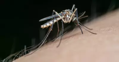 Casos de dengue en Sonora
