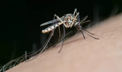 Casos de dengue en Sonora