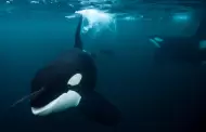 Orcas rodean a pareja en Kayak y generan pánico en TikTok