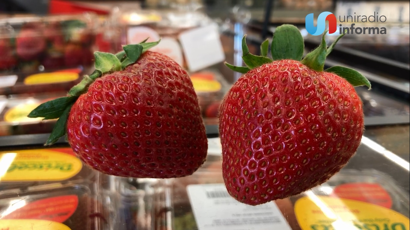 VIDEO: Fresa de máxima calidad y a precio bajo genera ventas sin