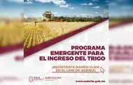 Recibe SADERBC solicitudes para el programa emergente al ingreso del trigo