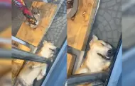 VIDEO: Perrito dormilón es la envidia de TikTok por su forma de descansar