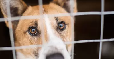 Adopci�n