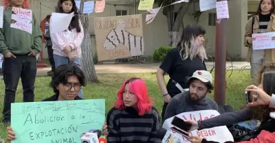 Activistas se manifiestan contra burros-cebra de "La Revu"; lo consideran maltra
