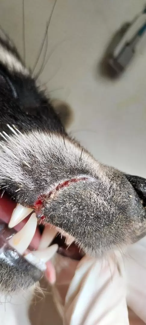 Ciruga a mapache herido