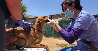 Valoraci�n de perros y gatos de albergue clausurado